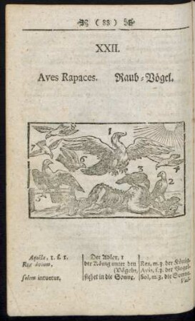 XXII. Aves Rapaces. Raub- Vögel