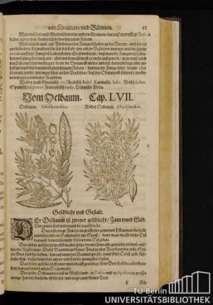 Cap. LVII. Vom Oelbaum.