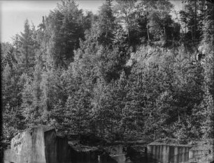 Kiefer, Lärche, Birke und Aspe : Kiefer (Pinus sylvestris Linnaeus), Lärche (Larix decidua Miller), Birke (Betula pendula Roth) und Aspe (Populus tremula Linnaeus) wachsen im Steinbruch auf dem Rochlitzer Berg, entstanden durch Anflug.
