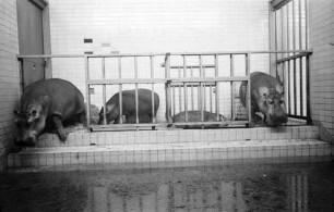 Nilpferdfamilie im Karlsruher Zoo.