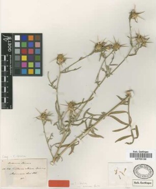 Centaurea noeana Boiss. [type]