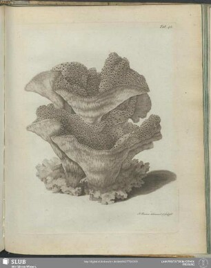 Tab. 43