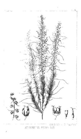 Erythraea Beyrichi, Torr. & Gr.
