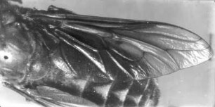 Bremse, Fliege (Tabanidae), Rückenschild, Abdomen und ein Flügel