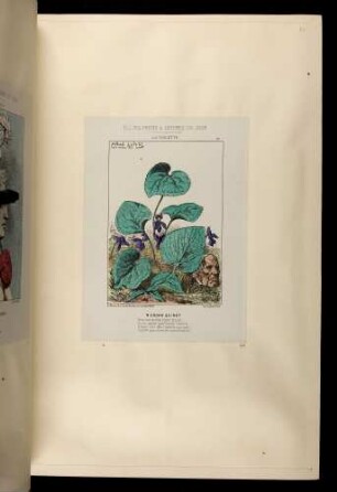 Fleurs, fruits et légumes du jour. La violette