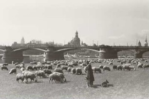 Weidende Schafe auf den Neustädter Elbwiesen : Dresden, Weidende Schafe auf den Neustädter Elbwiesen oberhalb der Carolabrücke mit Blick auf die Altstadt