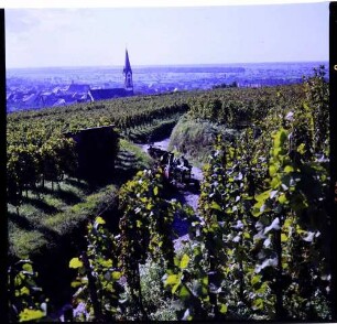 Ihringen: Weinberg, Hintergrund Kirchturm
