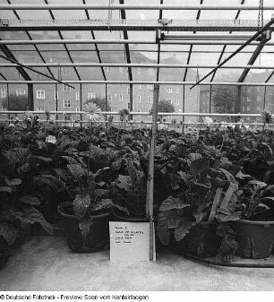 Gärtnerische Produktionsgenossenschaft (GPG) Floradreß (Gewächshäuser und Freilandbeete)