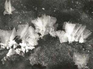 Eisbkristalle auf einer feinen Spalte der Eisdecke eines Baches. Makroaufnahme, Maßstab 1 : 2 (auf dem Negativ 1 : 1)