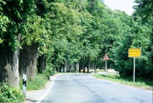 denkmalgeschützte Allee am Ortseingang Ebersdorf