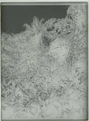 Urwaldvegetation mit Palme