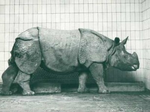 Zoo Berlin: Nashorn