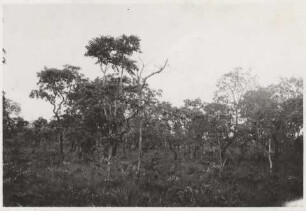Campo Cerrado (Cambezzo de negro) : 29,48 km von der Boliche Sao Bento entfernt, Höhe: 640 m