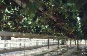 Fotografie: Obstbau, Kulturtechnik