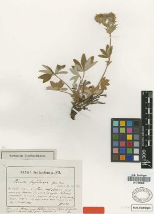 Potentilla haynaldiana Janka [type]