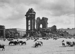 Dresden-Altstadt. Ruine der Frauenkirche und davor weidende Schafherde