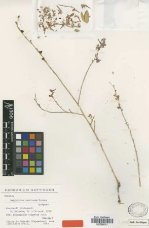 Delphinium venulosum Boiss. [isotype]