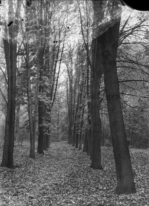 Kastanienallee, wahrscheinlich in einem Landschaftspark