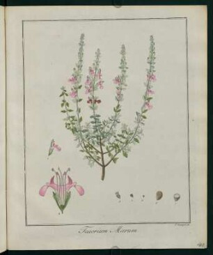 40r, Teucrium Marum