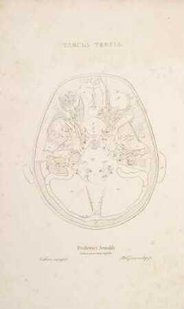 Sectio horizontalis capitis secunda. Nervorum orbitae stratum secundum et tertium; nervi fossae temporalis superficiales et profundi; nervi canalis carotici atque organi auditus (Lineartafel)