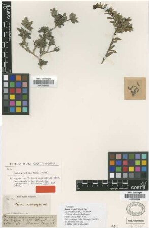 Tricera microphylla Griseb. [holotype]