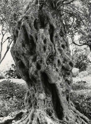 Uralter Olivenbaum auf Samos