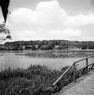 Herrenteich: vorne rechts Holzbrücke am Fischhuser Damm [angeschnitten], links Ufer mit Schilf: im Hintergrund Westufer: oben links Störung im Negativ