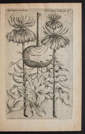 Taf. 1. [Corona Imperialis]