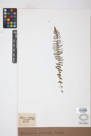 Blechnum australe L.