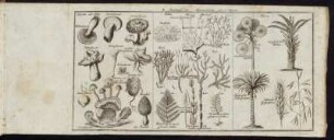 II. Kupfertafel der Naturgeschichte.