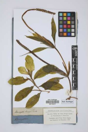 Potamogeton lucens L.
