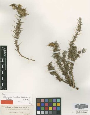 Helichrysum horridum Sch.Bip. ex A.Rich. [isotype]