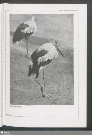 Maguari-Storch