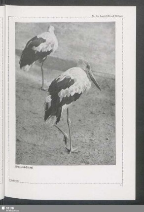 Maguari-Storch