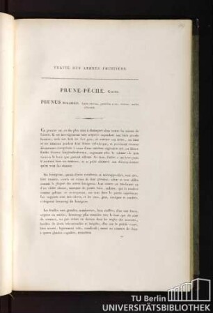 Traité des arbres fruitiers. Prune-pêche. Calvel. Prunus mirablis, fructu maximo, paululùm ovato, violaceo, nucleo adherente.