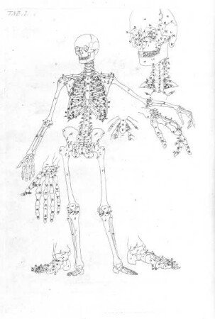Skelett des Menschen (frontal) mit Detail und Bezeichnung der Knochen