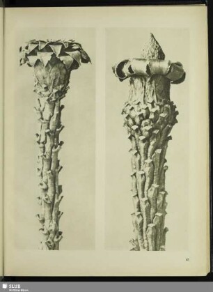 Picea axcelsa. Fichte, Rottanne. Junge Sprossen, die Nadeln sind entfernt, in 10facher Vergrößerung