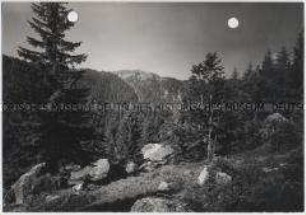 Schwarzwald, Wald