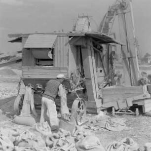 Auf dem Druschplatz der Landwirtschaftlichen Produktionsgenossenschaft „Georgi Dimitroff“ in Razhevo Konare