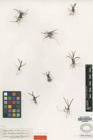 Littorella australis Griseb. ex Benth. & Hook. [holotype]