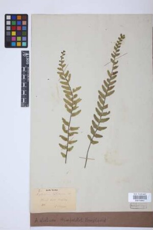 Asplenium alatum Humb. & Bonpl. ex Willd.
