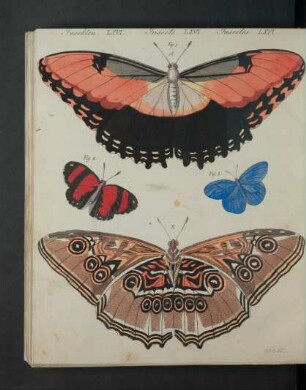 Tafel: Insekten LXVI. [...]