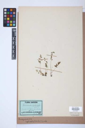 Anogramma leptophylla (L.) Link, 1841