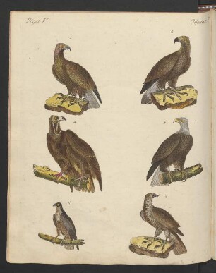 Raub-Vögel.