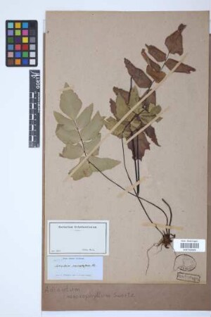 Adiantum macrophyllum Sw.