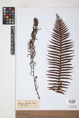Blechnum discolor (Forst.) Keyserl., 1873