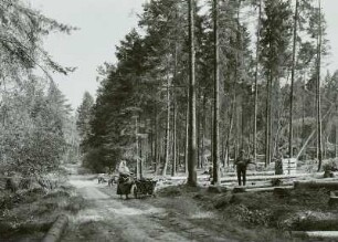 Moritzburg-Radeberger Platte: Massenei bei Arnsdorf. Aufräumarbeiten nach Sturmschäden vom 4. Juli 1929