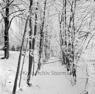 Schlossgraben: an Uferböschung Bäume: Winter