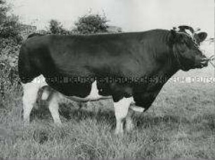 Preisgekrönter Holstein-Bulle auf der Royal Agricultural Society's annual Show in Blackpool (Lancashire, England)