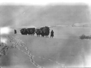 China. Sinkiang (Xinjiang). Takla Makan. Yellat-kum, südwestlicher Teil der Takla Makan. Kamelkarawane der Expedition in Sanddünen